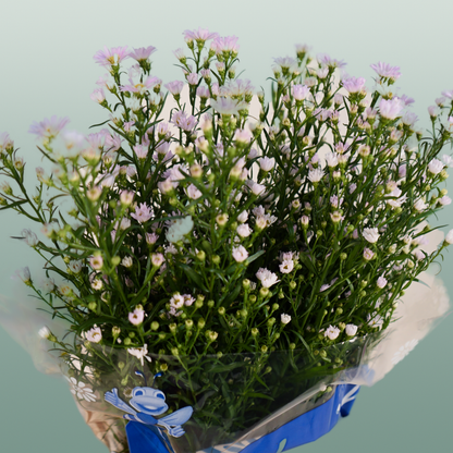 Aster Astee Dark Milka (25 Stems)