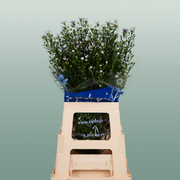 Aster Dark Milka