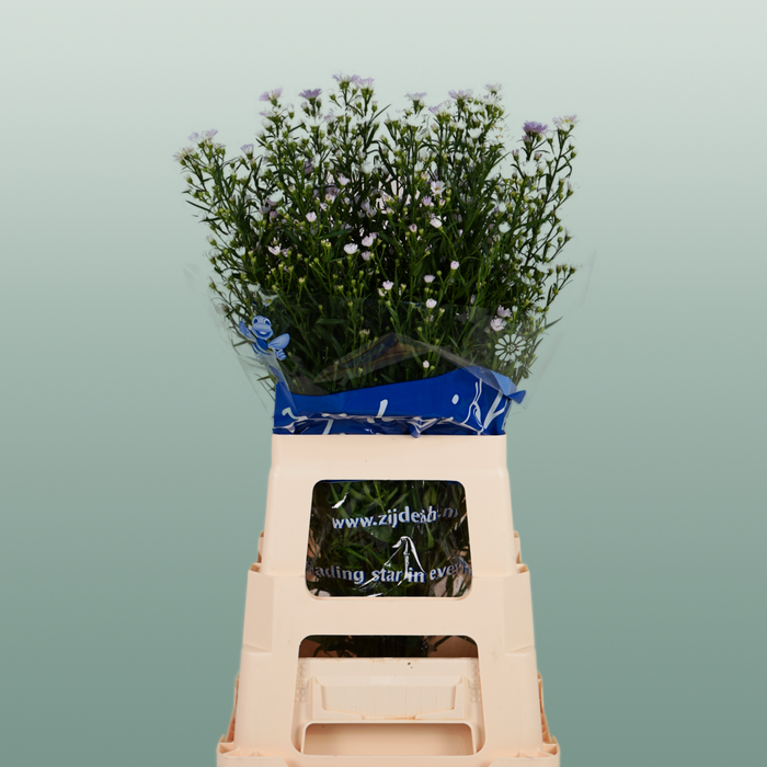Aster Dark Milka