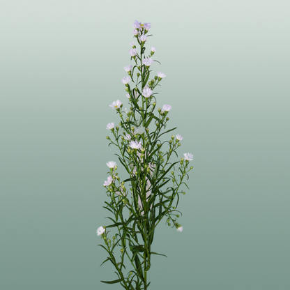 Aster Astee Dark Milka (25 Stems)