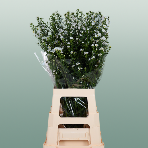 Aster Monte Casino