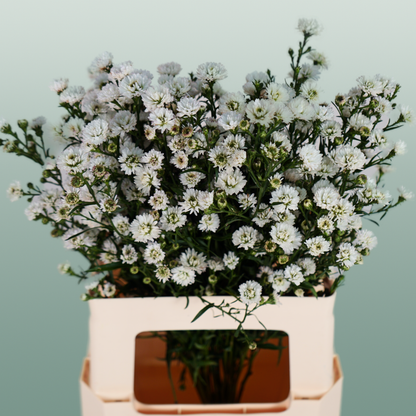 Aster White Gypsy