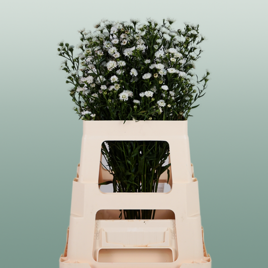 Aster White Gypsy