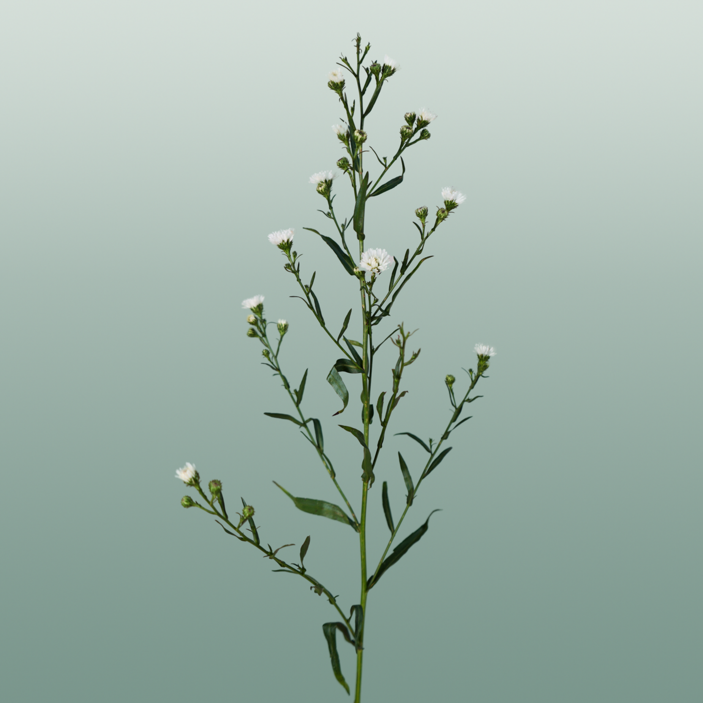 Aster White Gypsy