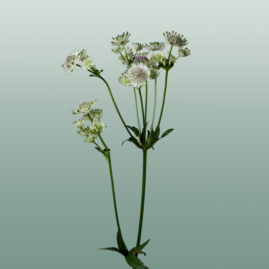 Astrantia Billion Star (50 Stems)