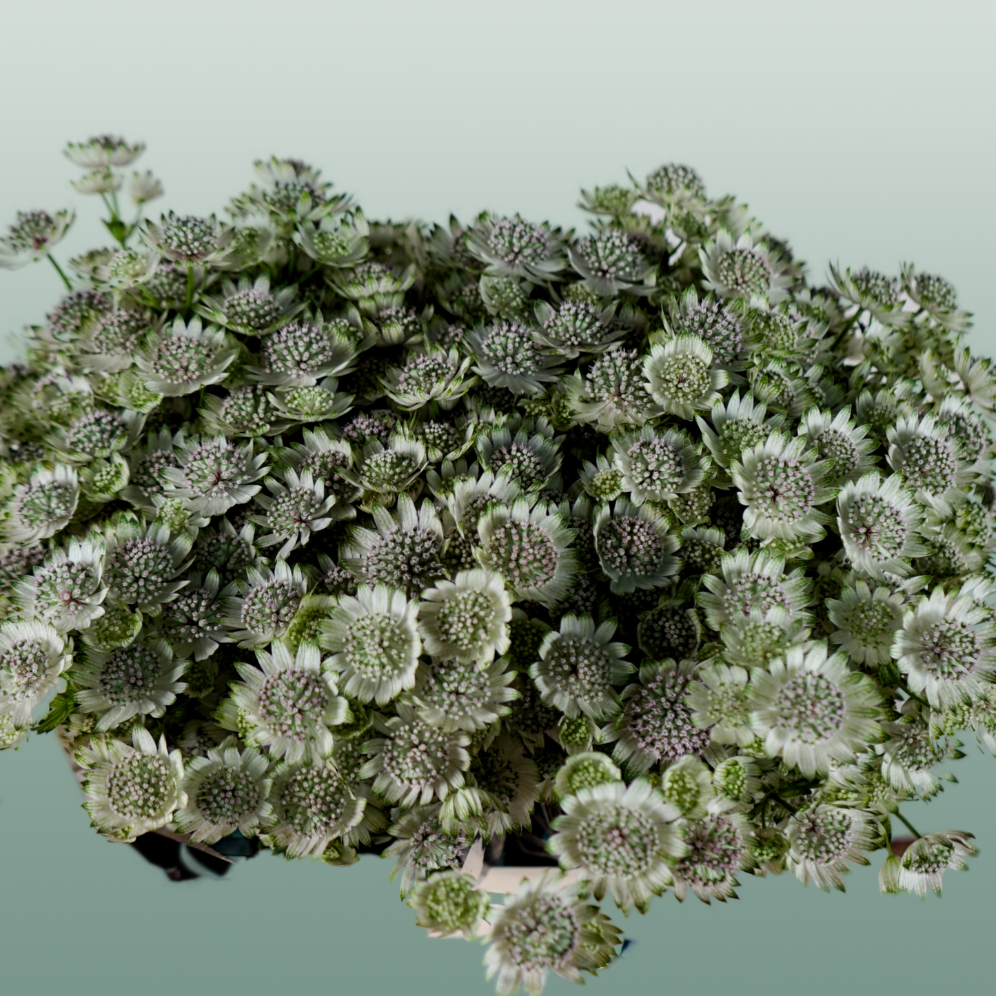 Astrantia Billion Star (50 Stems)