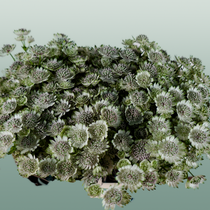 Astrantia Billion Star (50 Stems)
