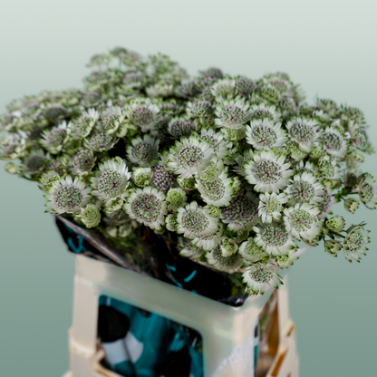 Astrantia Billion Star (50 Stems)
