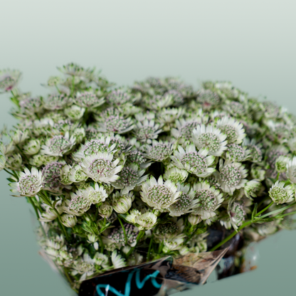 Astrantia Billion Star (50 Stems)