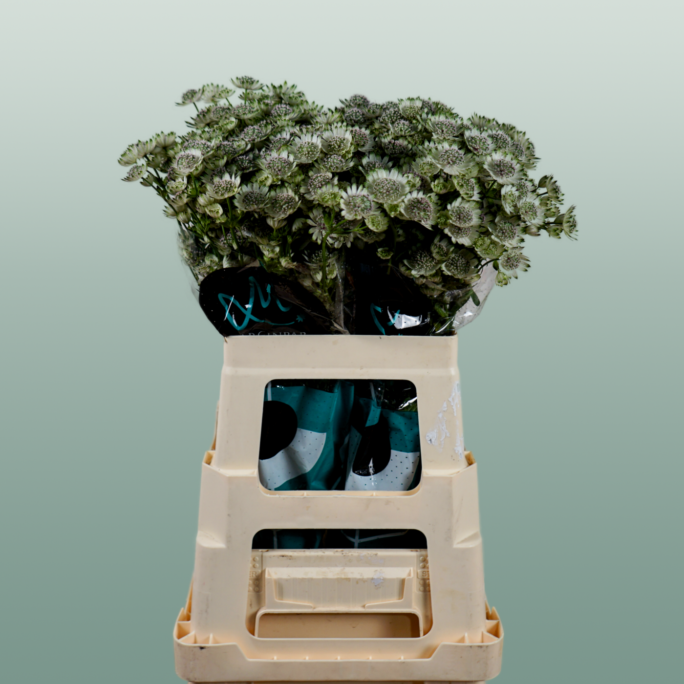 White Astrantia ‘Star of Billion’ – 50cm Stems