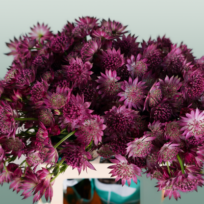 Astrantia Roma (50 Stems)