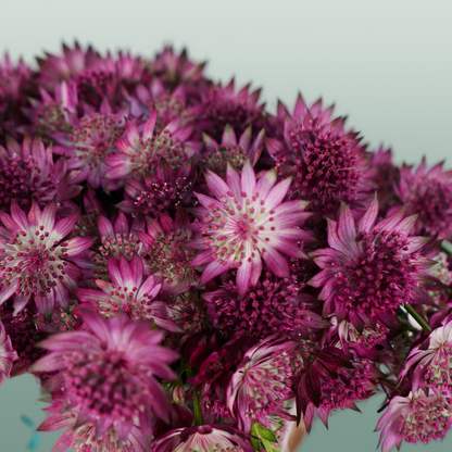 Astrantia Roma (50 Stems)