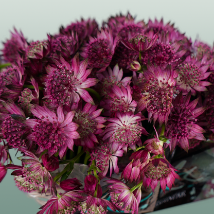 Astrantia Roma (50 Stems)