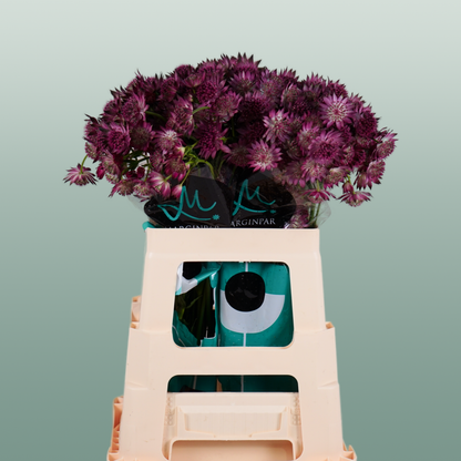 Astrantia Roma (50 Stems)