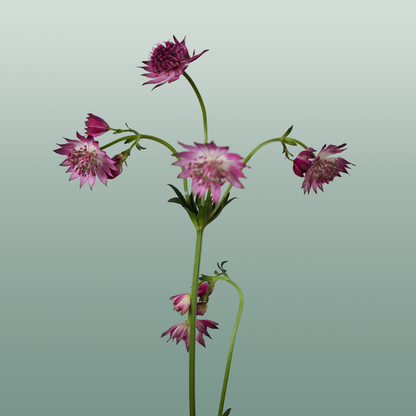Astrantia Roma (50 Stems)