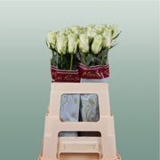 Rose Athena