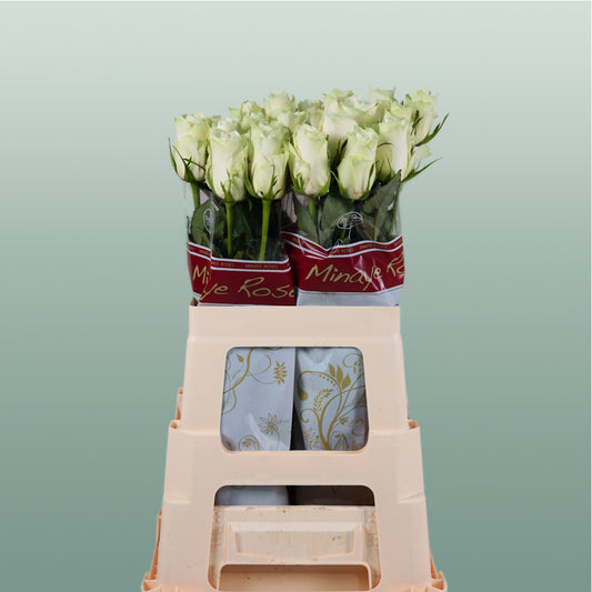 Rose Athena 40-60cm (20 Stems)