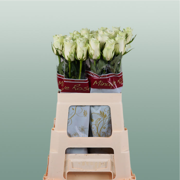 Rose Athena