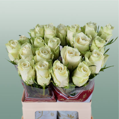 Rose Athena (20 Stems)