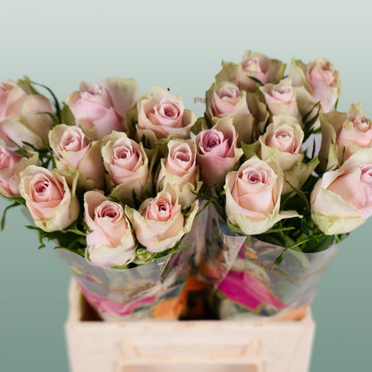 Rose Athena Pink (20 Stems)