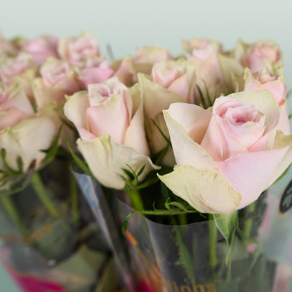 Rose Athena Pink (20 Stems)