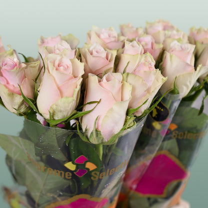 Rose Athena Pink (20 Stems)