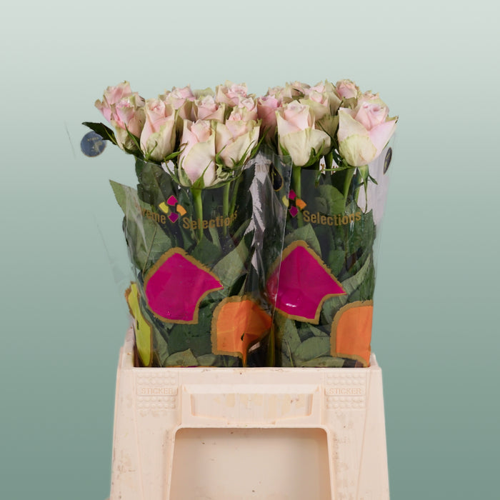 Rose - Rosa - Pink Athena