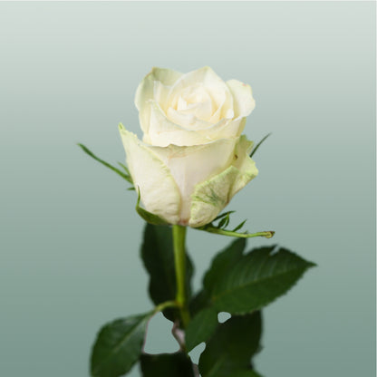 Rose Athena (20 Stems)