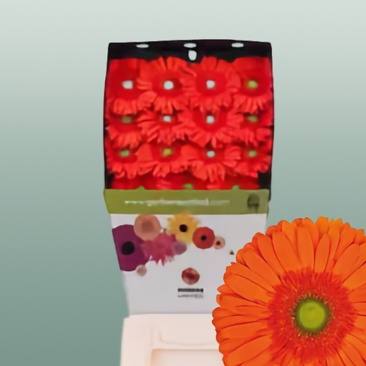 Gerbera Atlanta (15 Stems)