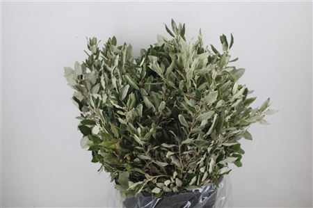 FeedSync:wholesale:f340325ea76e55054dbdfc3a3ea289edfaeed045