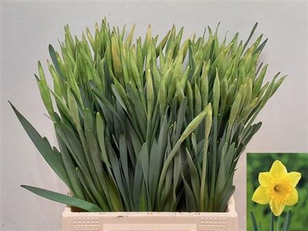 Daffodil Carlton