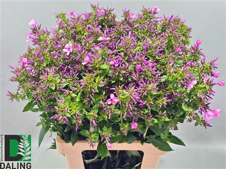 Phlox - Phlox paniculata - Phlox (paniculata Grp)