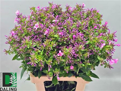 Phlox - Phlox paniculata - Phlox (paniculata Grp)