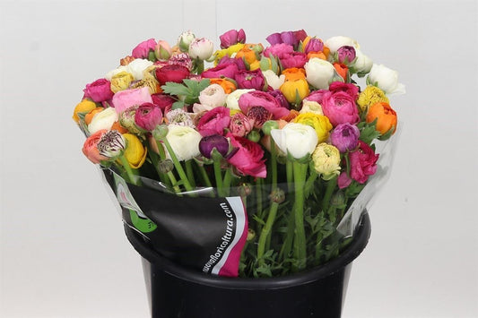 Ranunculus Mixed In Bunch