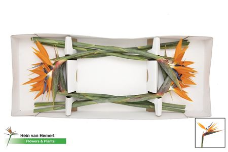 Strelitzia Reginae (8 Stems)
