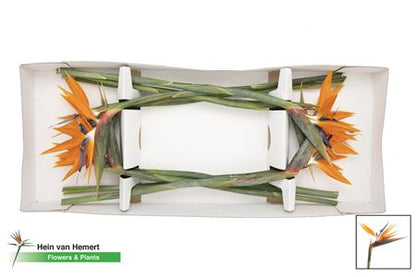 Strelitzia Reginae (8 Stems)