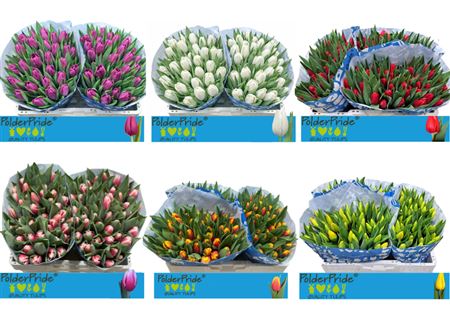 Tulip Mixed Wholesalers Choice