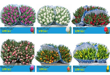 Tulip Mixed Wholesalers Choice
