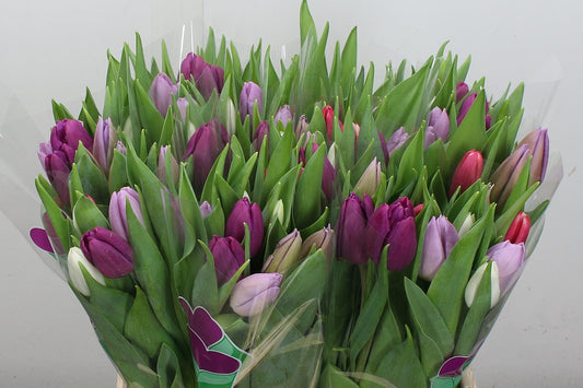 Tulip Mixed Pastel Wholesalers Choice