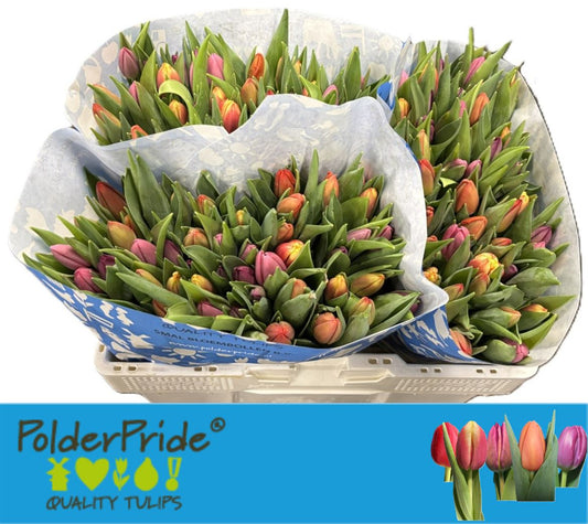 Tulip En Gem Polderpride Mix