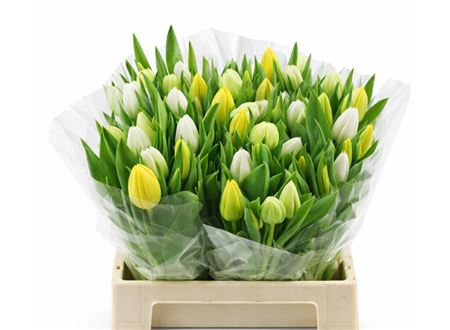 Tulip Mix Yellow Wholesalers Choice