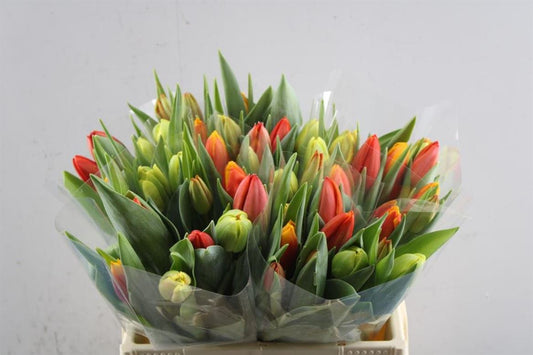 Tulip Mix Orange Wholesalers Choice