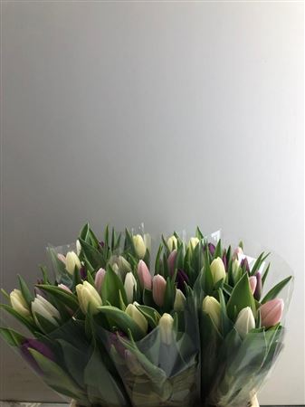 Tulip Mix Pink Wholesalers Choice