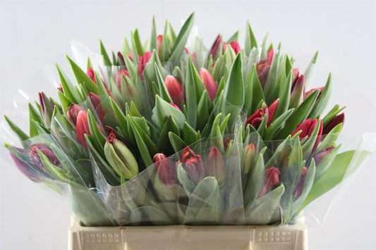 Tulip Mix Red Wholesalers Choice
