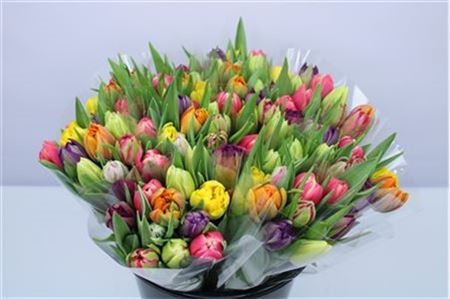 Tulip Double Mixed