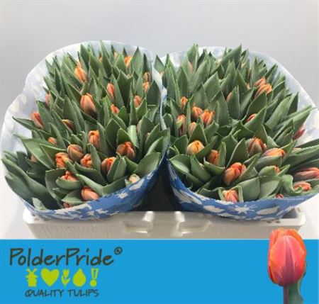 Tulip En Prinses Irene