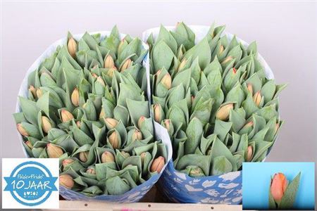 Tulip En Ad Rem