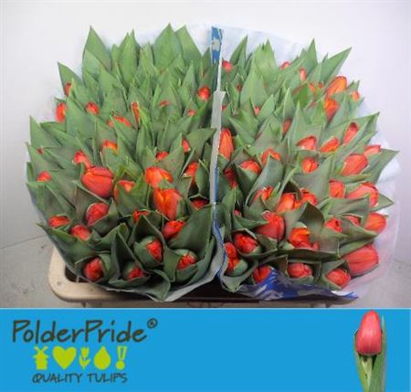 Tulip En Ad Rem Op Kleur