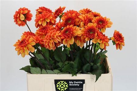 Dahlia ‘American Sunset’ Cut Flowers – 55cm Stems