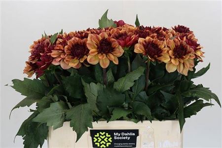 Dahlia Crème De Cognac